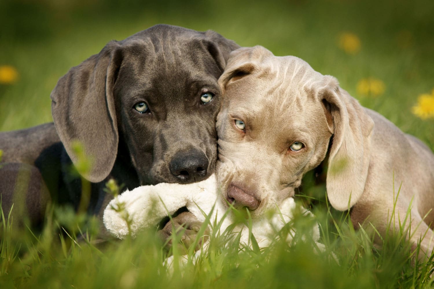 Gegarte Knochen sind für den Hund gefährlich TierPunkt