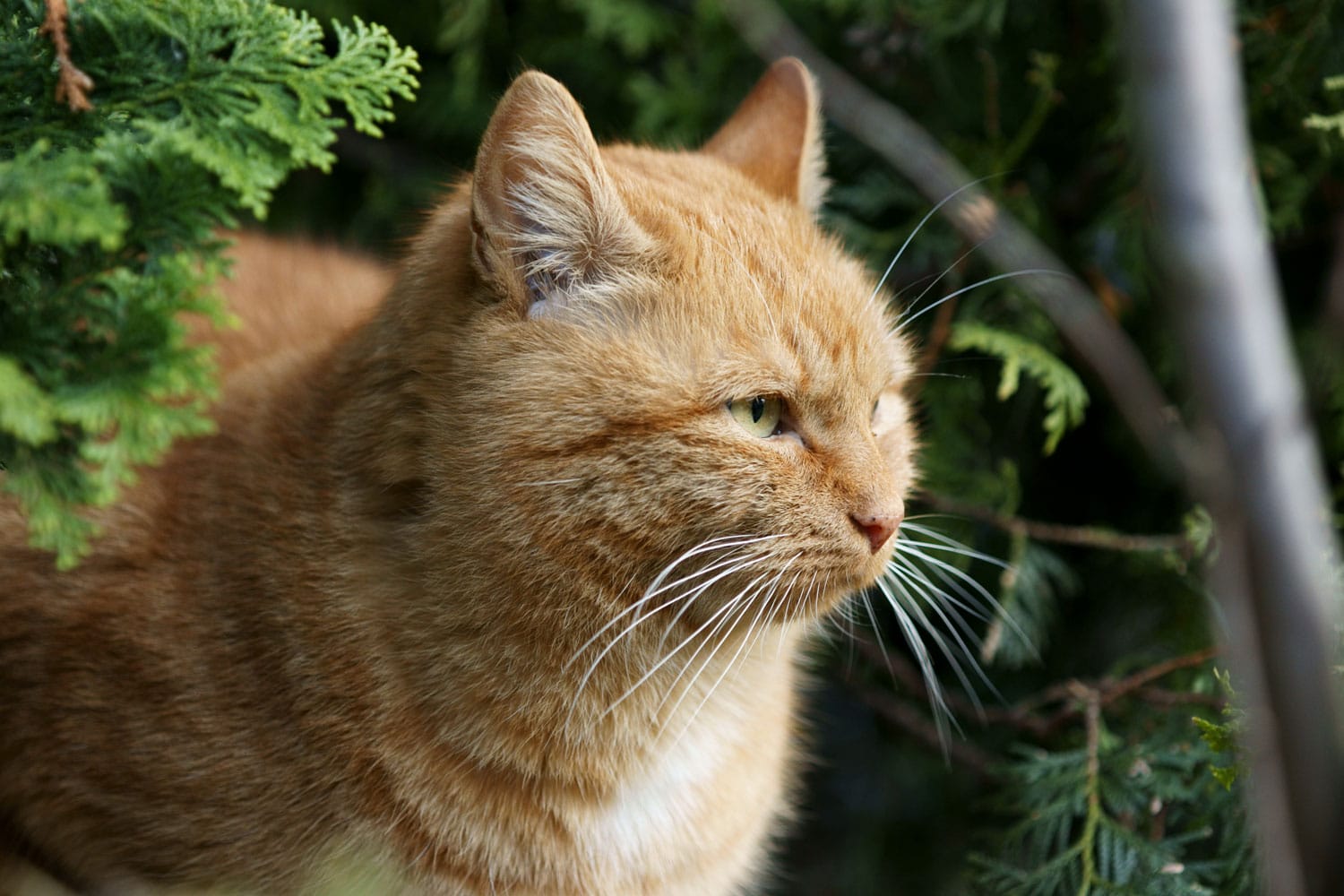 Katze Beim Schmusen auf Wunden achten! TierPunkt