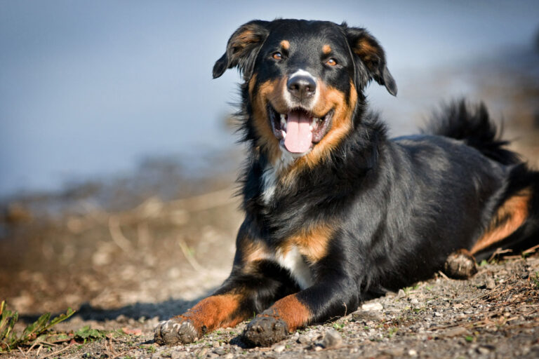 hund atmet schwer und röchelt