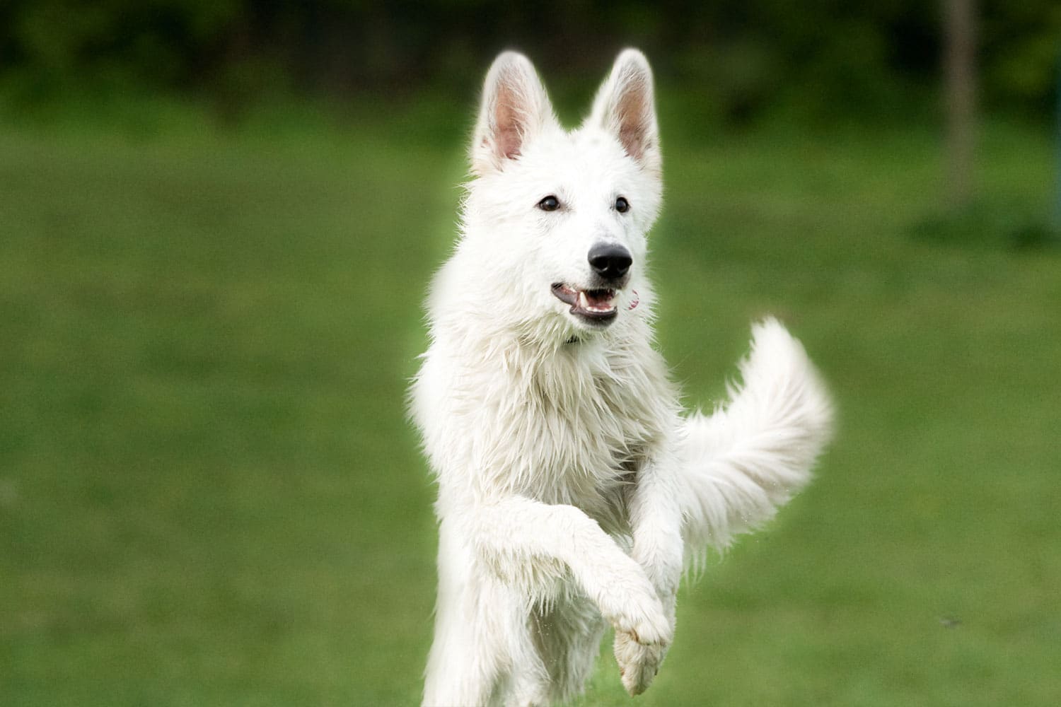 sandknochen für hunde