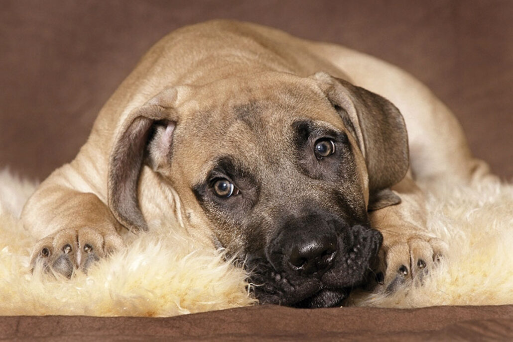 Gegarte Knochen sind für den Hund gefährlich TierPunkt