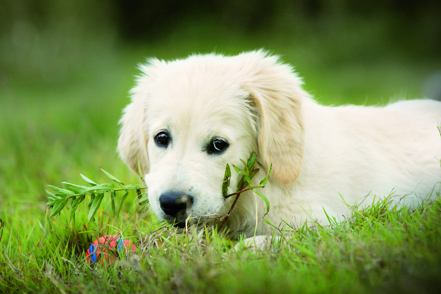 Haustiersuche: Große Gefahr bei Online-Käufen