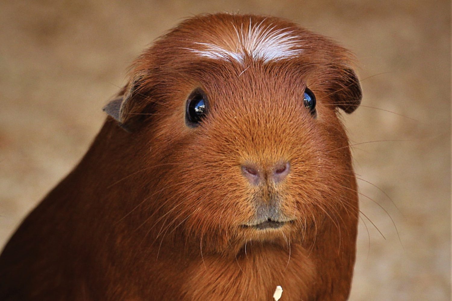 Meerschweinchen. Vor- und Nachsorge bei OP.