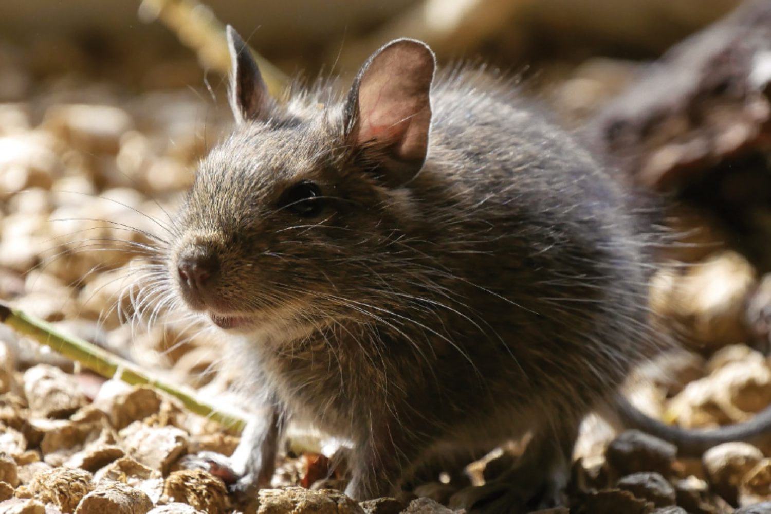 Degu im Einstreu. Tränende Augen beim Degu.