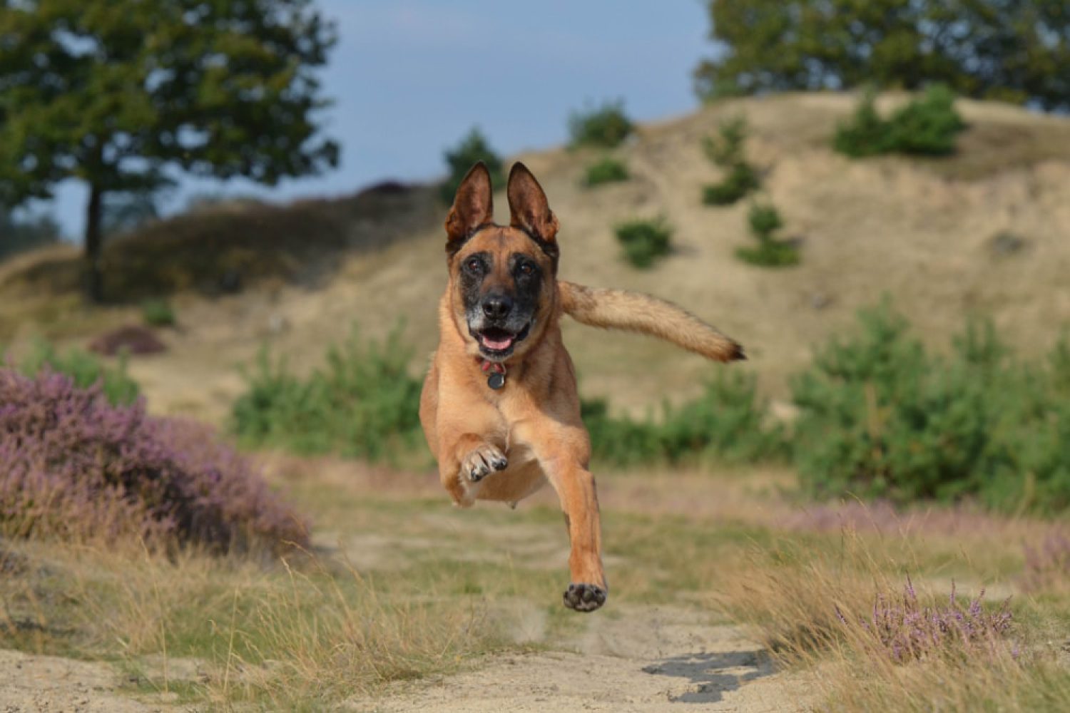 malinois-672839