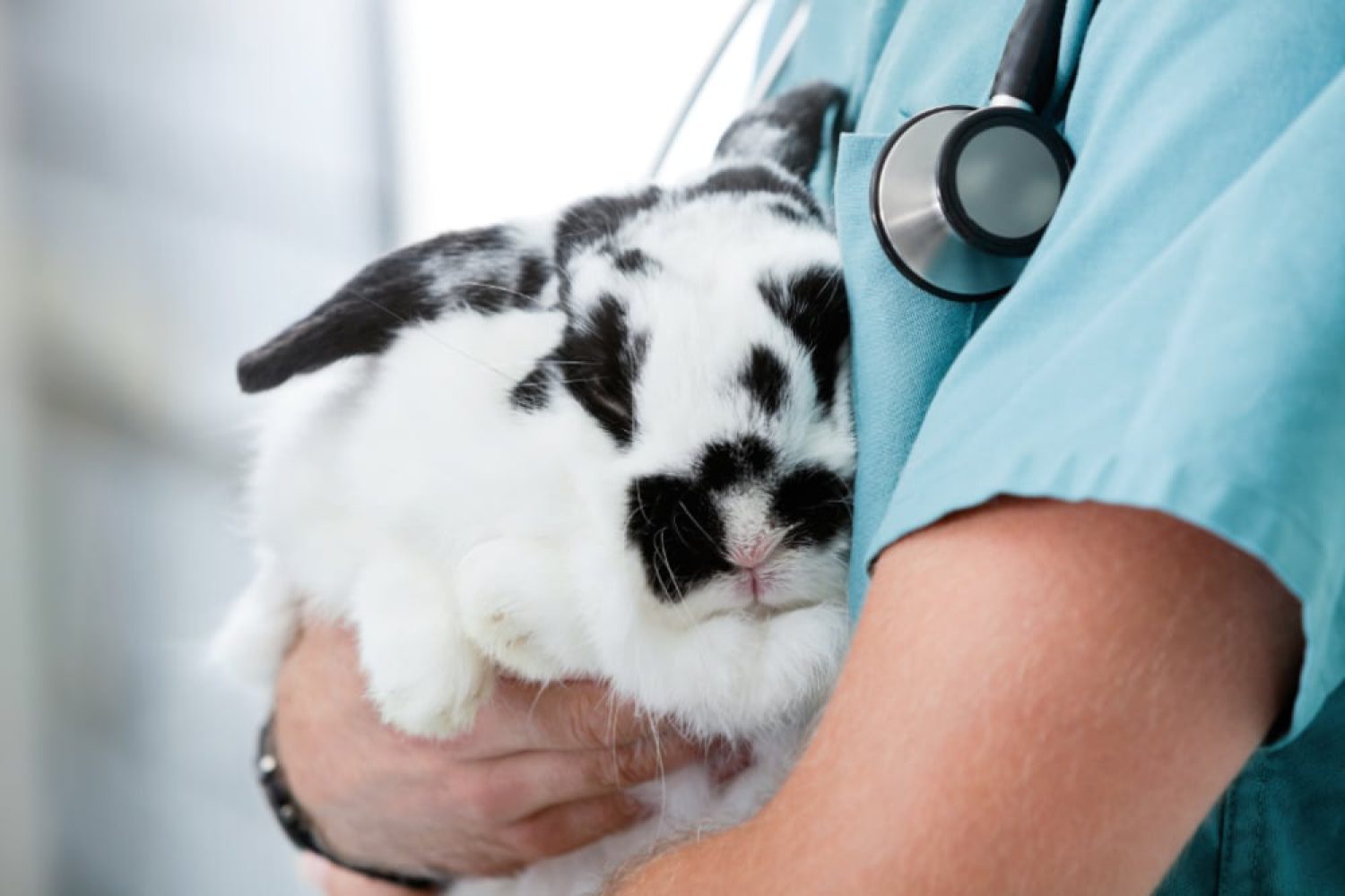 Mid section of young male veterinarian doctor carrying a rabbit at medical clinic