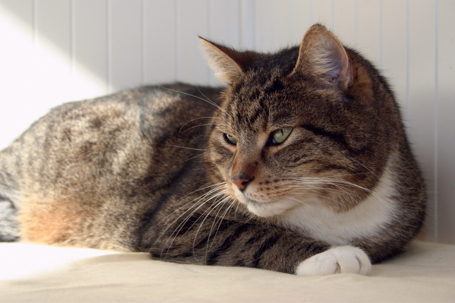 092025_Elvis