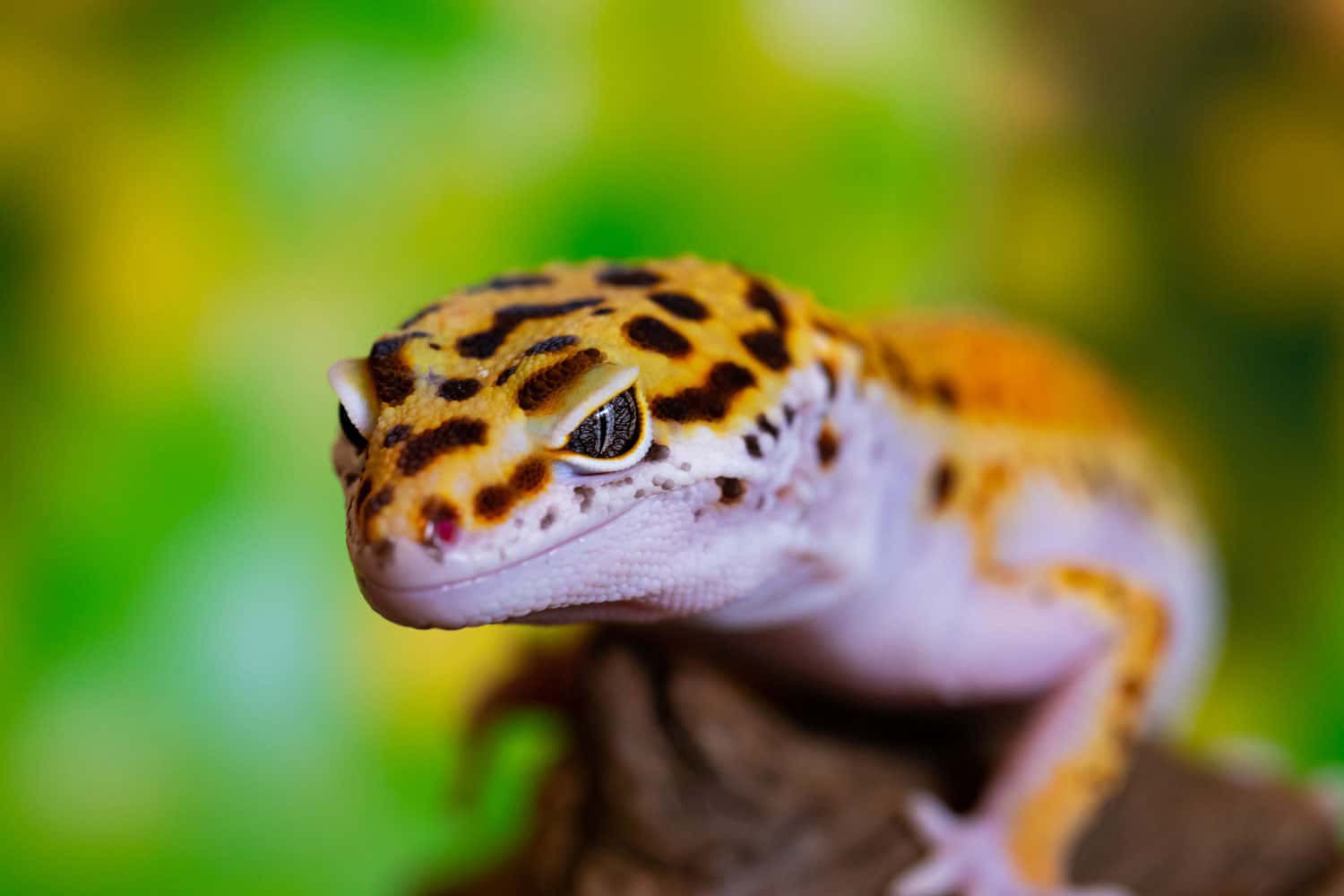 Leopardgecko