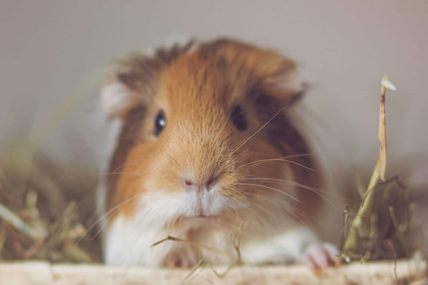 Meerschweinchen