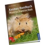 Meerschweinchen