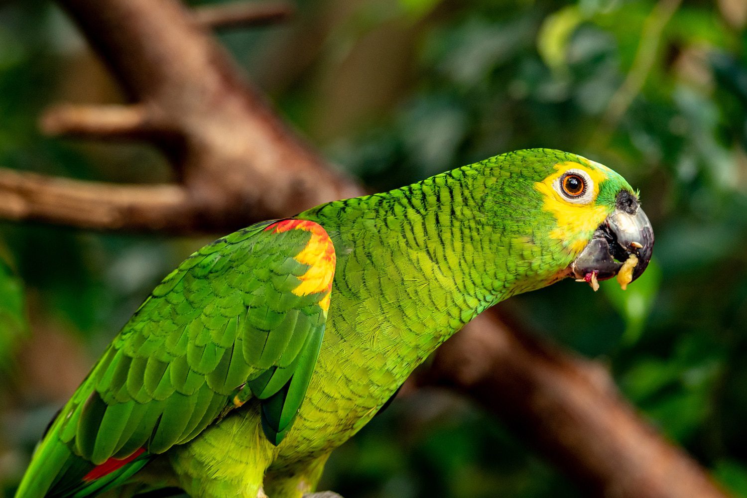 Amazon Papagei