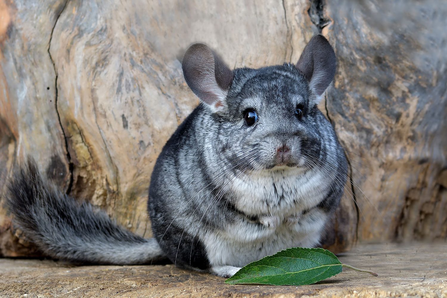 Chinchilla