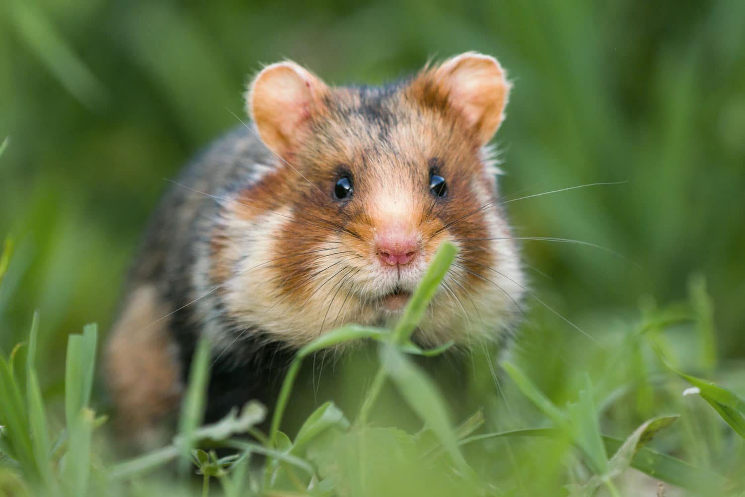 Hamster