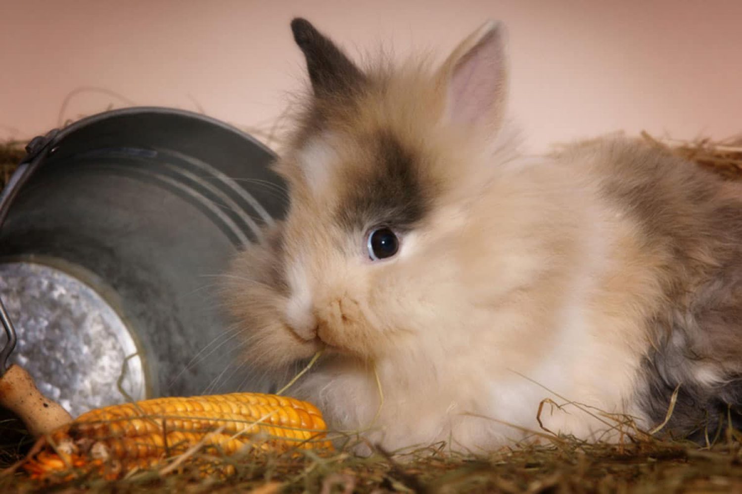 Kaninchen
