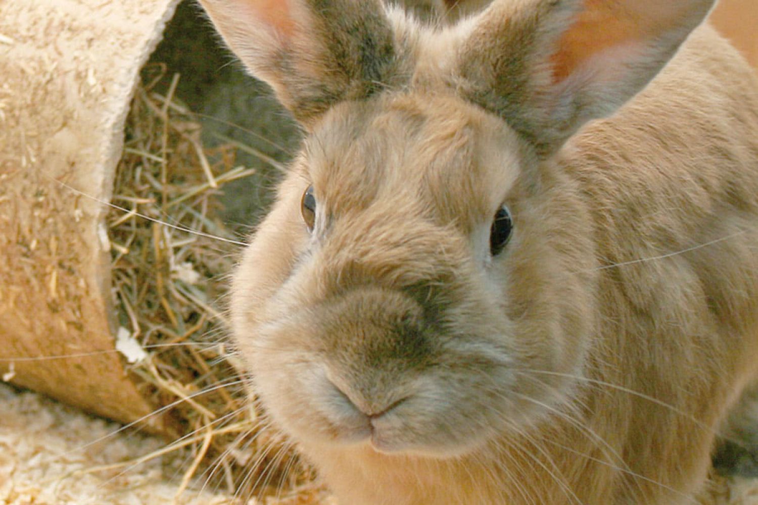 Wichtige Impfungen für Kaninchen fällig