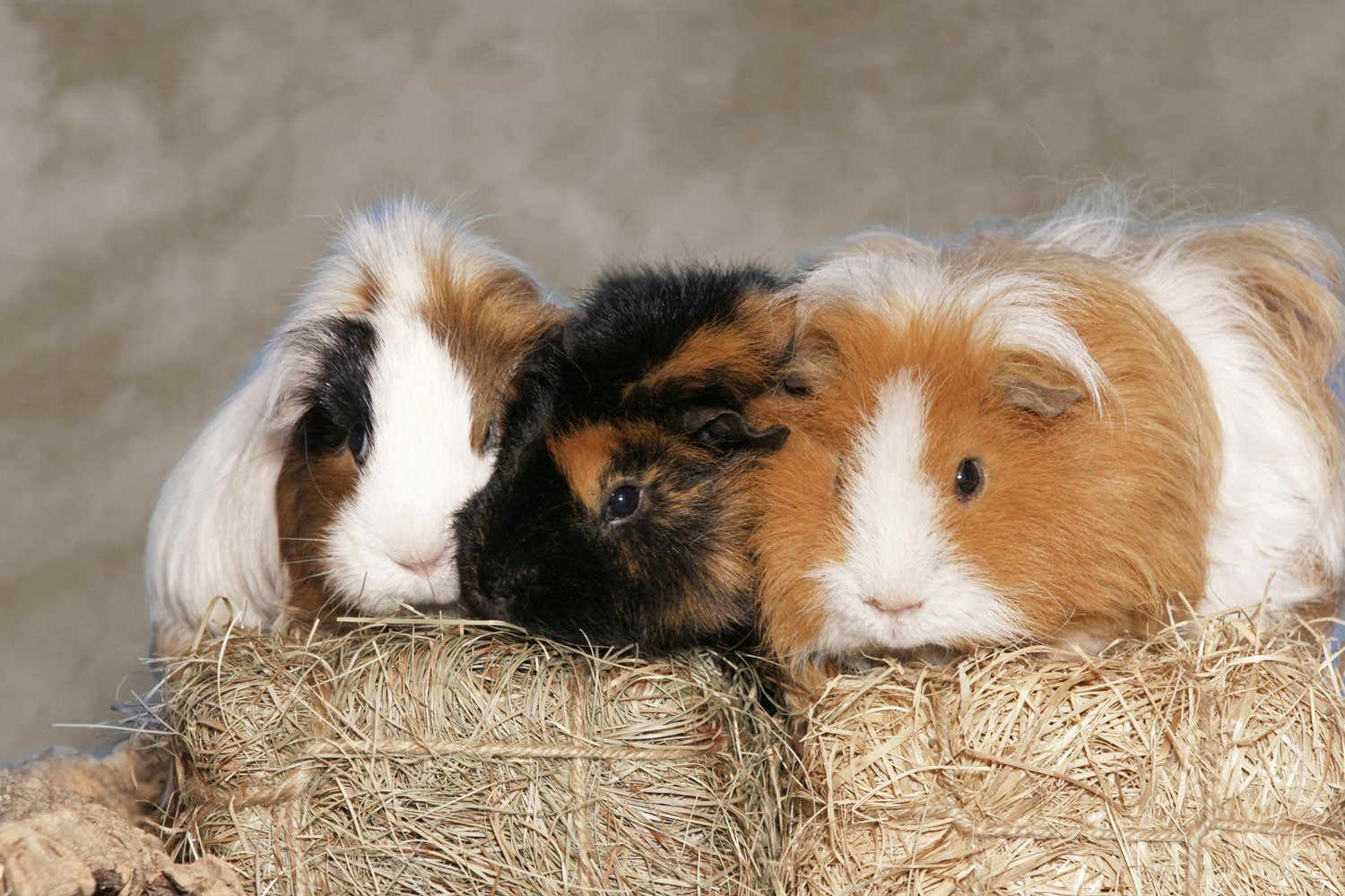 Meerschweinchen