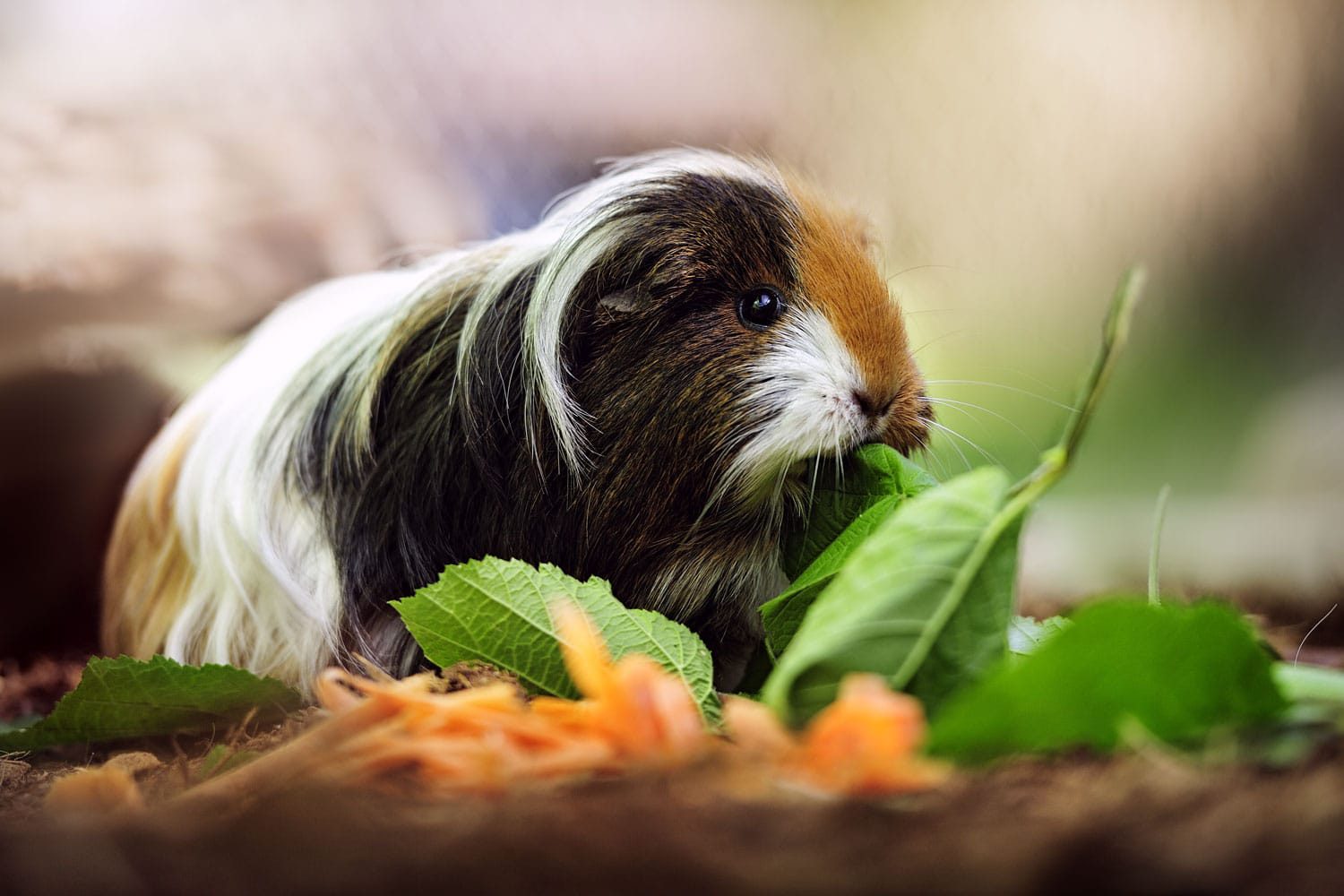 Meerschweinchen