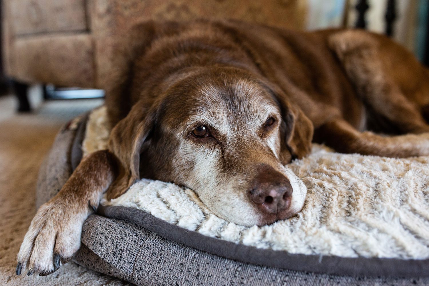 Ältere Hunde gut im Auge behalten! TierPunkt