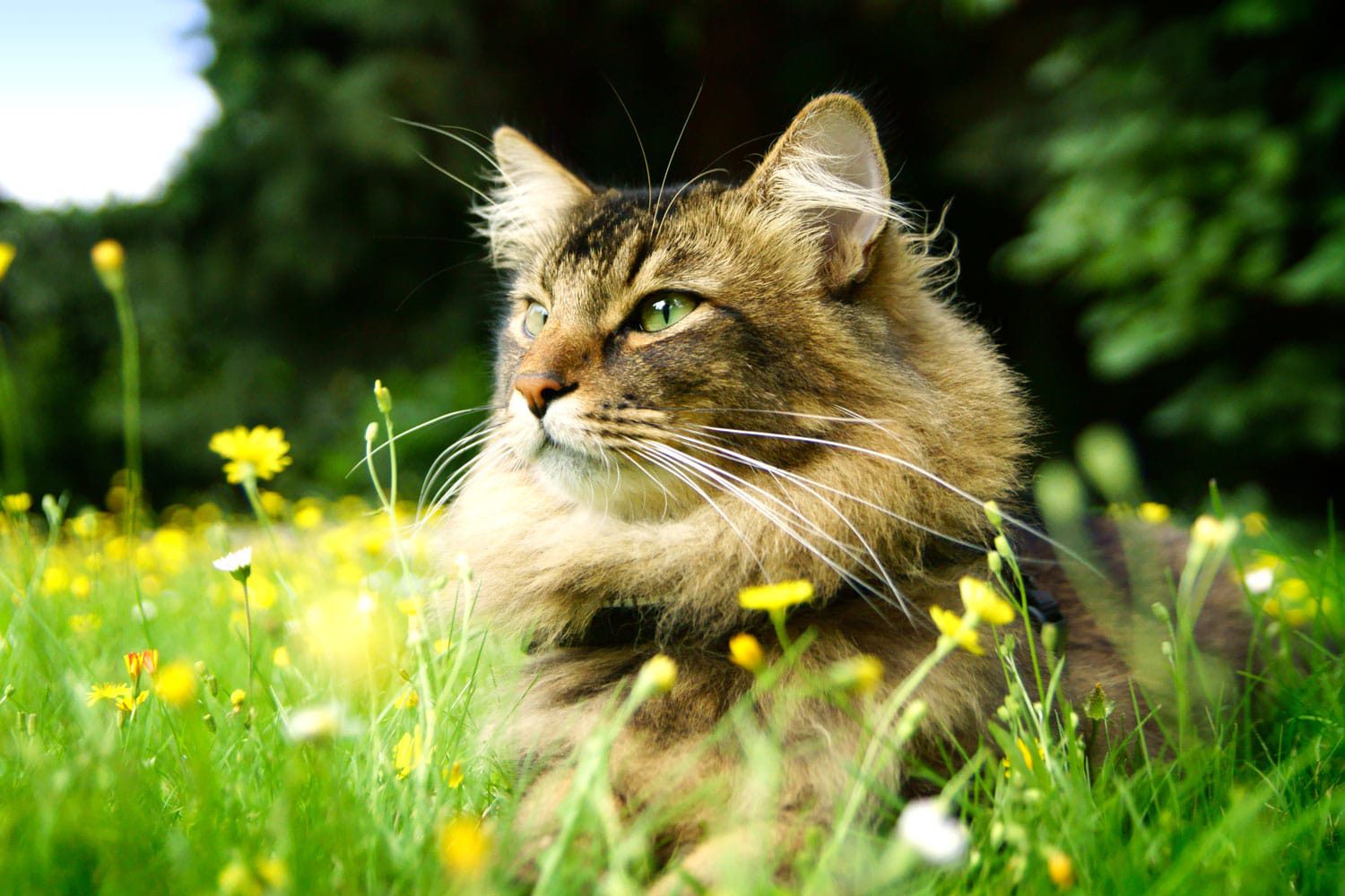 Herbstgrasmilben Juckreiz lindern TierPunkt